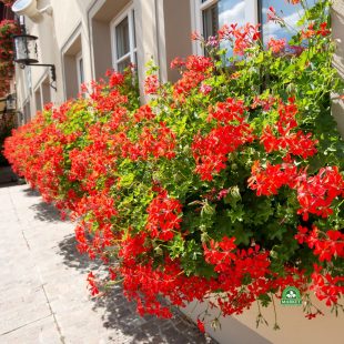 pelargonia-balkonowa-czerwone-wodospady (1)