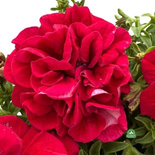 surfinia-pelny-kwiat-red-toreador (5)