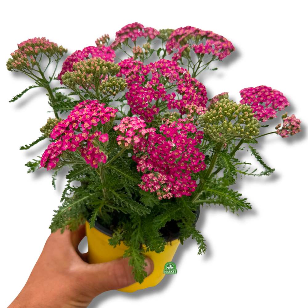 KRWAWNIK RÓŻOWY Krwawnik Achillea millefolium Pink (don 14 cm)